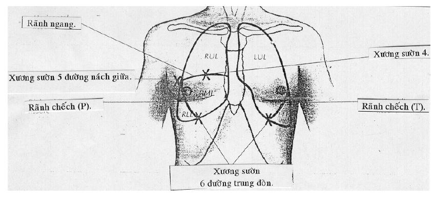 Phân khu lồng ngực